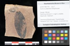 Foto (Objekt + Etikett) von Quercus palaeoilex Ettingshausen (NHMW-GEO-2024-0188-0755)